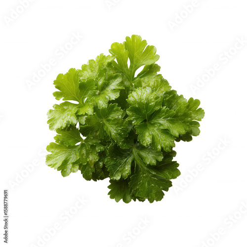 Fresh green cilantro leaves isolated on a white background, perfect for culinary uses, garnishing dishes, or adding flavor to recipes.