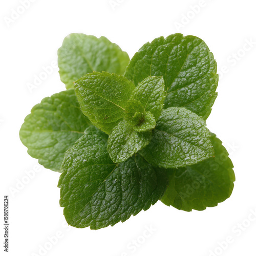Fresh green mint leaves arranged beautifully, showcasing their vibrant color and texture, isolated on a white background for a clean and striking appearance.