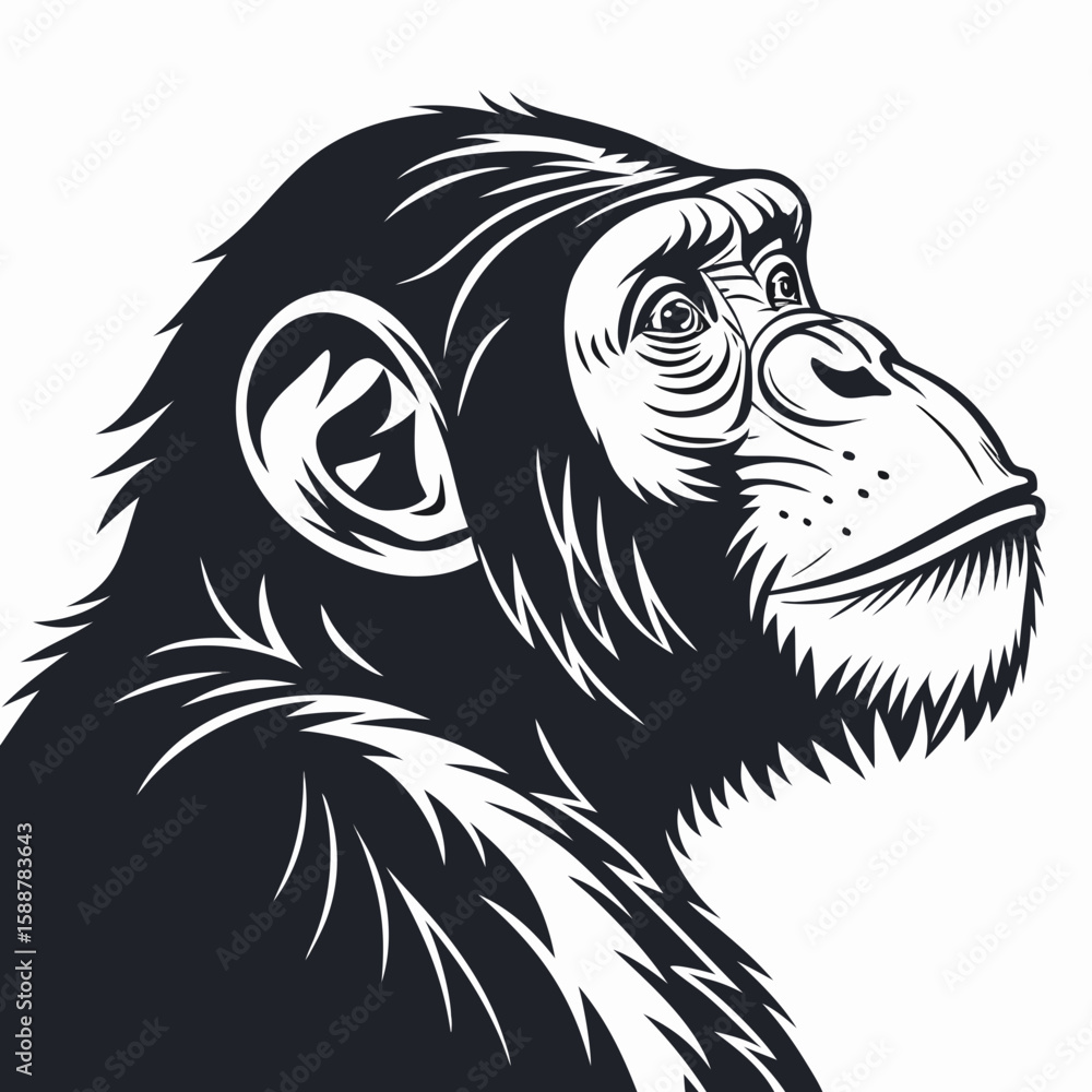 Fototapeta premium Chimpanzee head portrait, looking up with curiosity