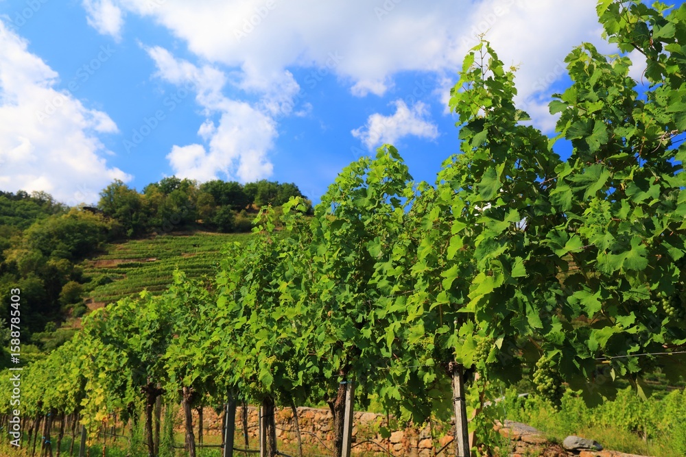 Fototapeta premium Wachau wine region in Austria