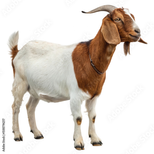Photo of a brown and white goat standing on a transparent background