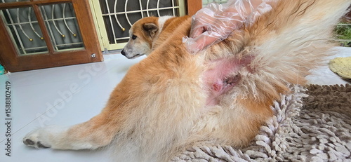 Canvas Print The dog owner puts on gloves to examine dog's wound