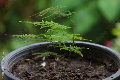 Small potted seedlings with long, slender fern-like leaves are growing in moist soil, with a natura blurred green background.