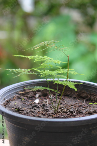 Small potted seedlings with long, slender fern-like leaves are growing in moist soil, with a natural (bright) blurred green background.
