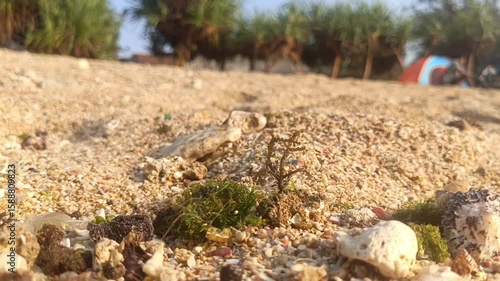 Wallpaper Mural Close-up of beach sand with small plants and shells, nature photography Torontodigital.ca