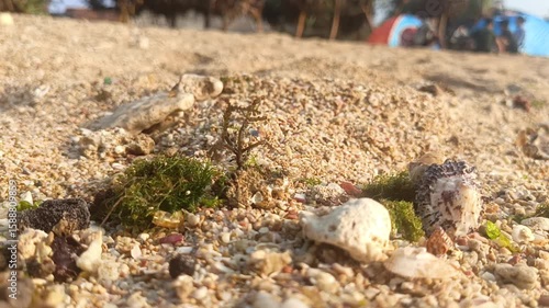 Wallpaper Mural Close-up of Sand, Moss, Shells, and Rocks on a Beach with Sunlight Reflections Torontodigital.ca