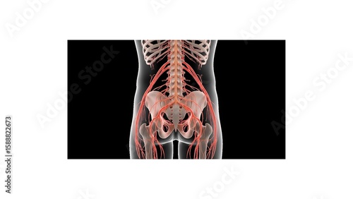 Human Pelvic Nerves and Skeletal Anatomy: Detailed 3D Medical Illustration of Spine and Pelvis Nervous System