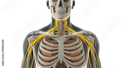 3D Medical Illustration of Human Nervous System and Skeletal Anatomy in Upper Torso