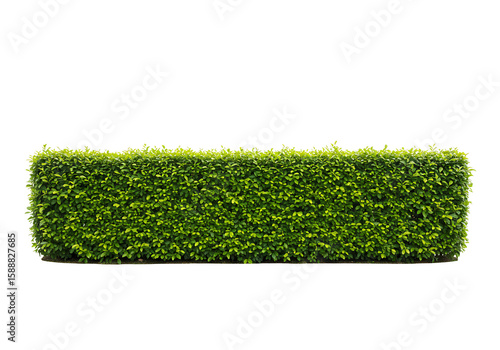 Trimmed Green Hedge Isolated on White