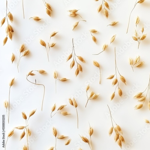 Dried Oat Seed Heads Pattern on White Background.