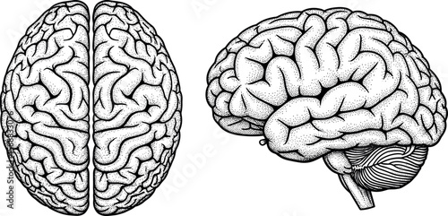 Human brain top and side view