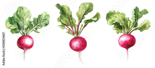 Watercolor radish set of three whole plants with leaves on white.