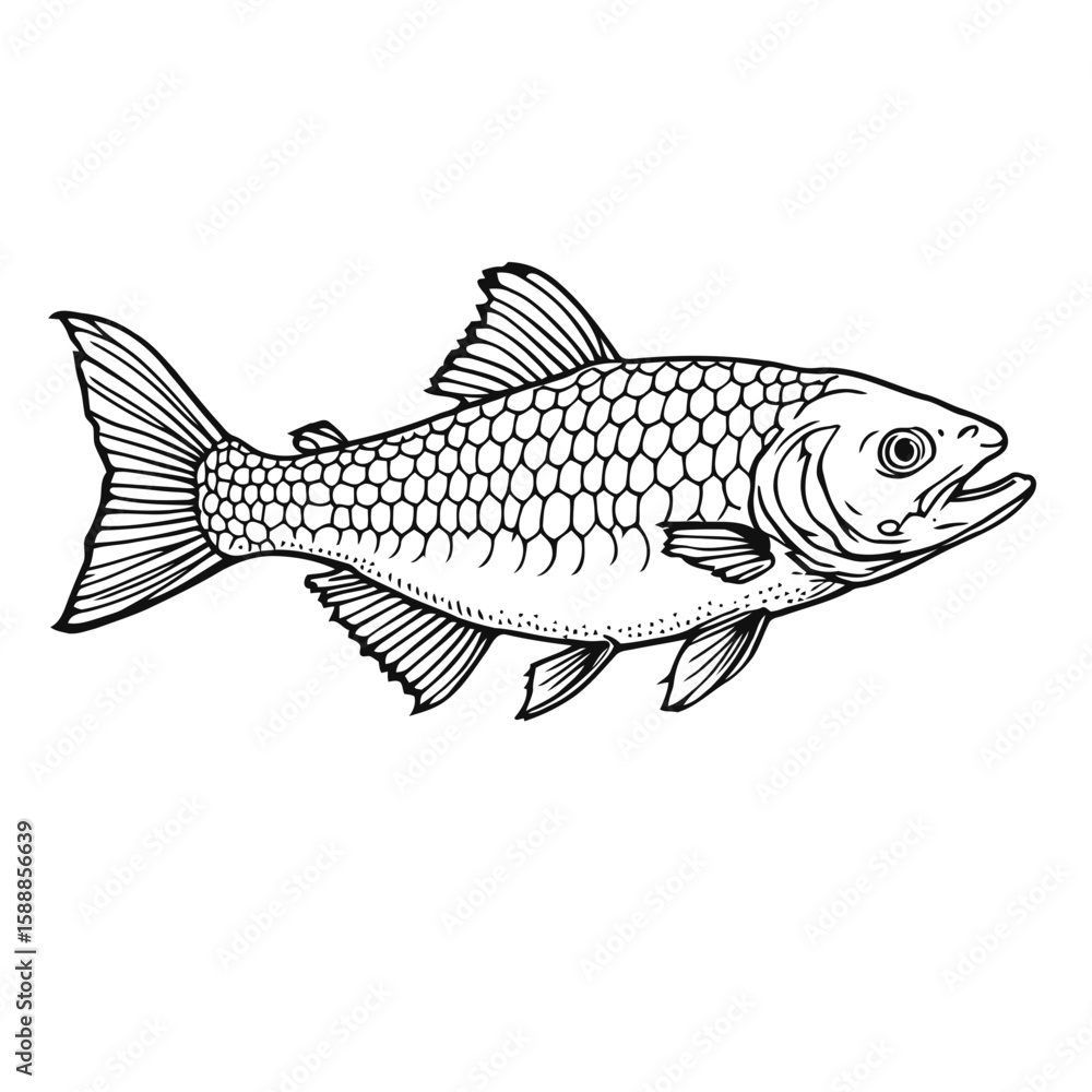 Fototapeta premium Isolated vector illustration of an aquatic salmon on a white background