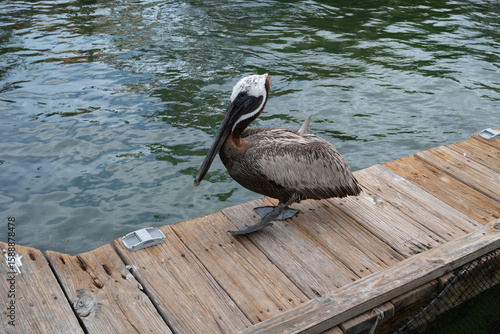 Brown pelican standing on a wooden dock in a marina with boats in the background. Coastal wildlife scene perfect for travel, nature, marine life, Florida, or nautical-themed content.