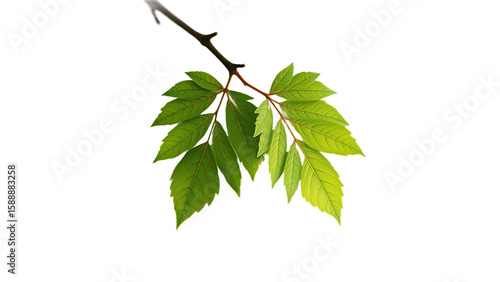 Isolated Pair of Linden Leaves isolated on transparent background