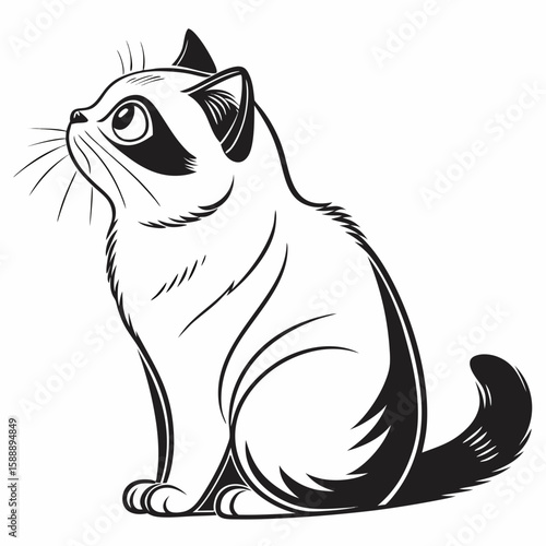 A cute cat sitting and looking up with curiosity