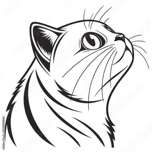 A cats face looking upwards with wide eyes