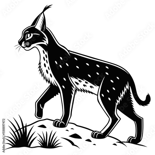 A spotted lynx walks on a rocky surface with grass