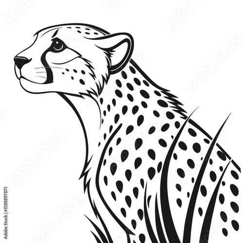 A cheetahs head and shoulders in profile, isolated on white background