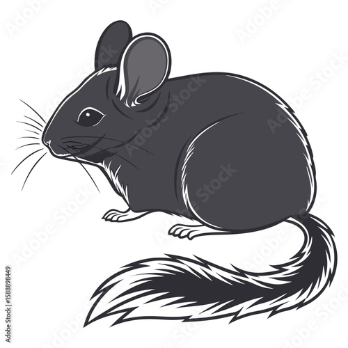 A chinchilla sits on a white background, looking to the side