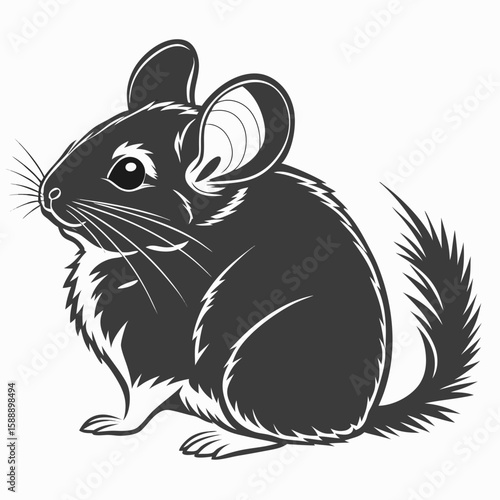 A chinchilla sits on a white background, looking to the side