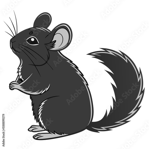 A cute grey chinchilla standing on a white background