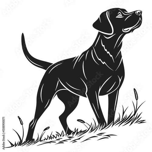 Labrador retriever standing in grass, black and white illustration