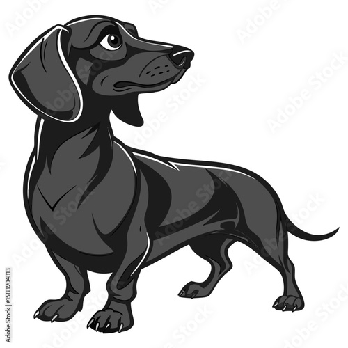 Grey dachshund dog standing on a white background