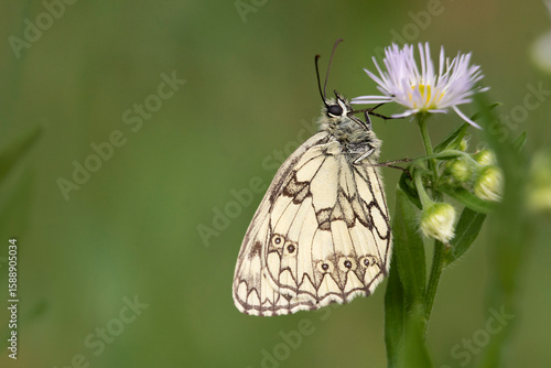 Wallpaper Mural close up, butterfly sitting on meadow flower Torontodigital.ca