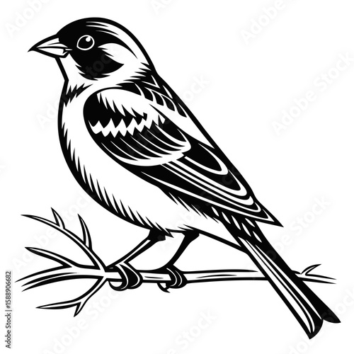 Bird perched on a branch isolated on white background