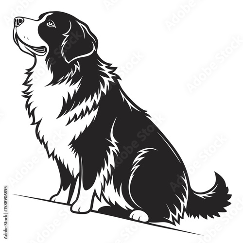 Bernese mountain dog sitting alert, isolated on white background