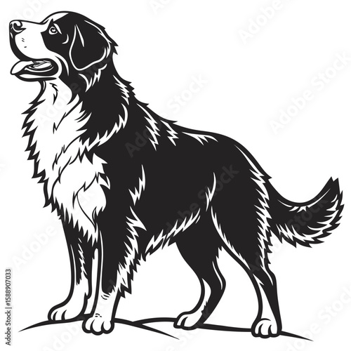 Bernese mountain dog standing alert, isolated on white background