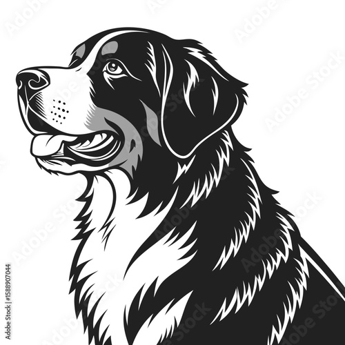 Bernese mountain dog head portrait, isolated on white background