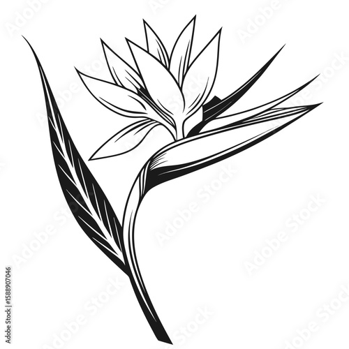 Bird of paradise flower isolated on white background