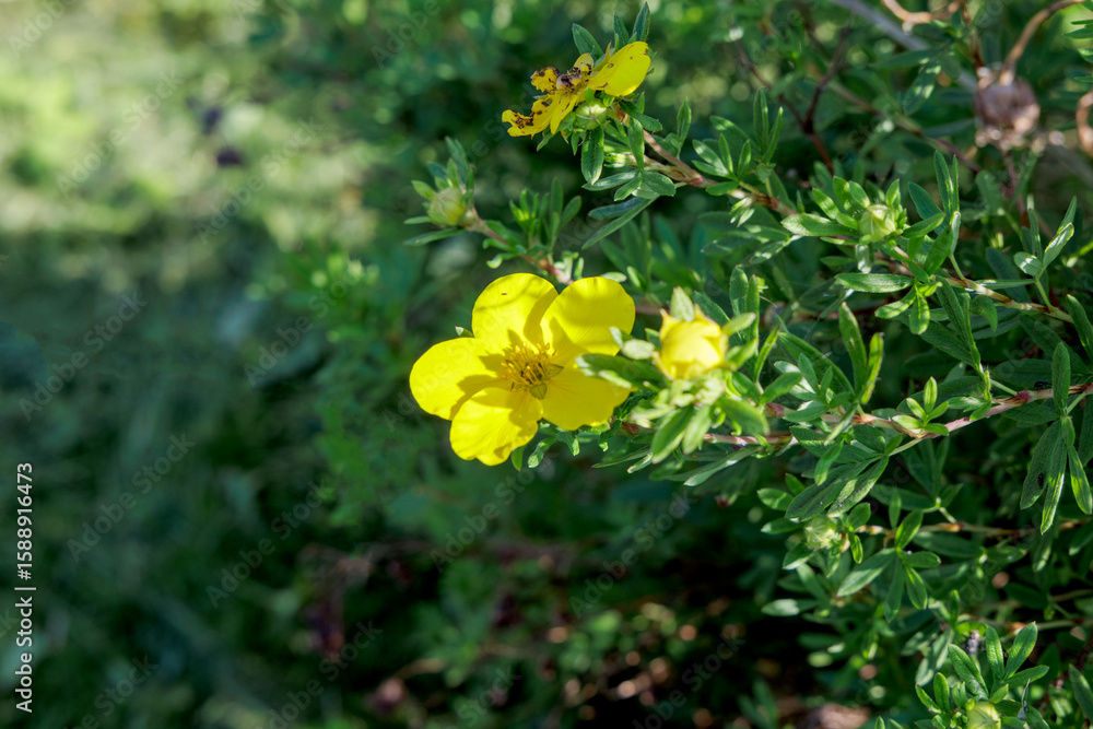 Obraz premium Bright Yellow Potentilla Flower