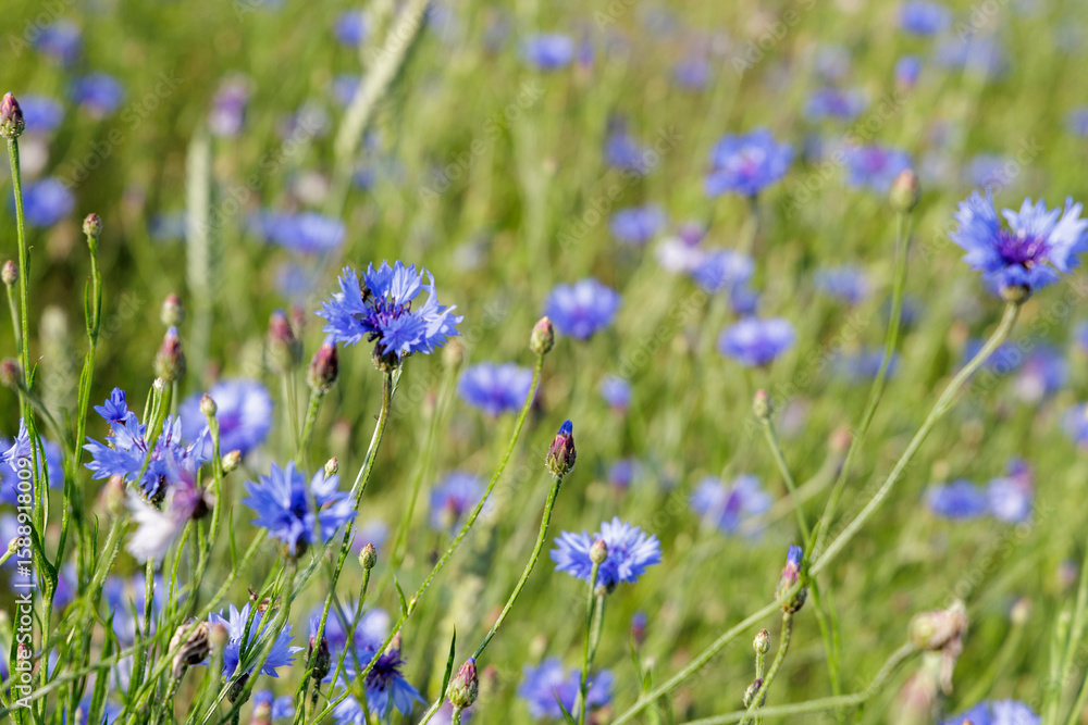 Naklejka premium Blue Cornflowers with Bee in Greenery