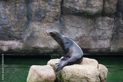 A California sea lion sits upright on its front flippers, facing the camera. Calm water and artificial zoo rocks are visible in the background.