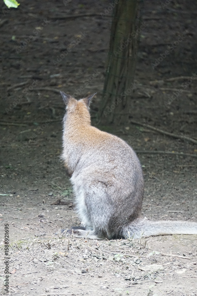 Naklejka premium Obrócony kangur