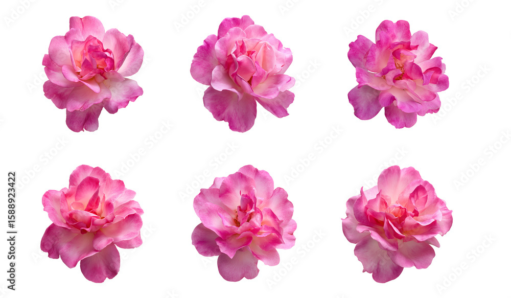 Naklejka premium set of pink roses on transparent background