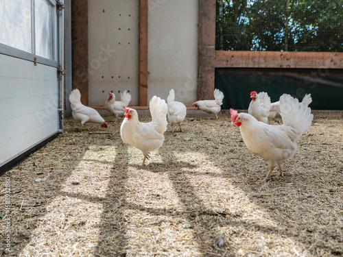 White chickens in outdoor poultry area with concrete surfaces and wooden structures showing commercial chicken farming setup