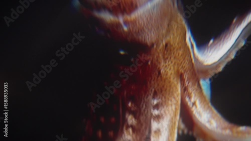 Experimental Abstract Texture for Cutaway, B-Roll, Transition. Plants and Sea Animal
