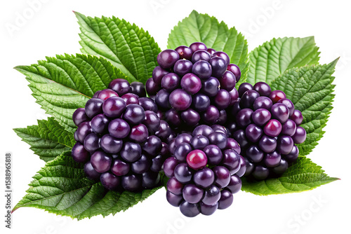 Dark purple berry clusters with vibrant green leaves on a black background isolated on a transparent background