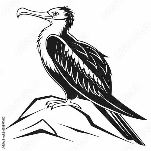 Frigatebird standing on a rock, isolated on white background