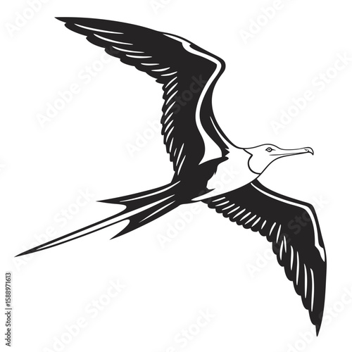 Frigatebird in flight with wings spread, isolated on white background
