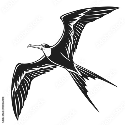 Frigatebird in flight with wings spread, isolated on white background