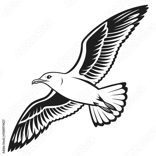 Seagull in midflight with wings spread wide
