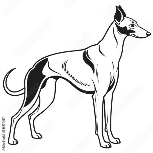 Elegant stylized greyhound dog illustration on white background