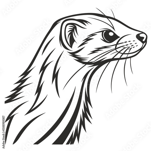 Closeup profile of a ferrets head