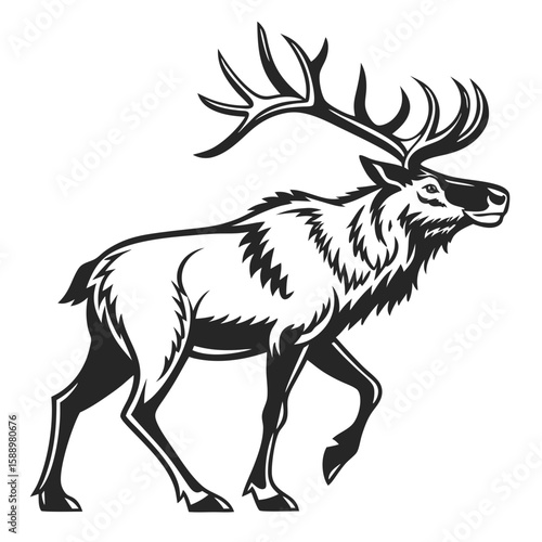 Powerful elk with impressive antlers walking