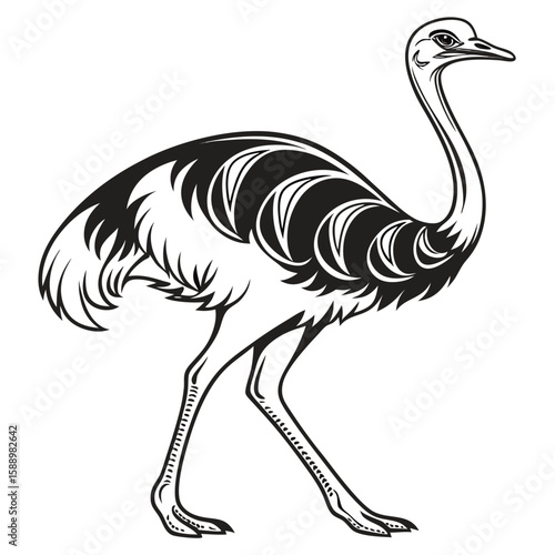 Ostrich walking, black and white illustration